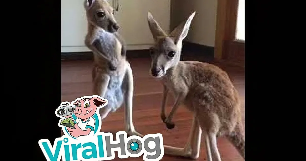 Two Young Kangaroos Idly Wait for Rain to Stop. One of Them Does Such a Cute Thing.