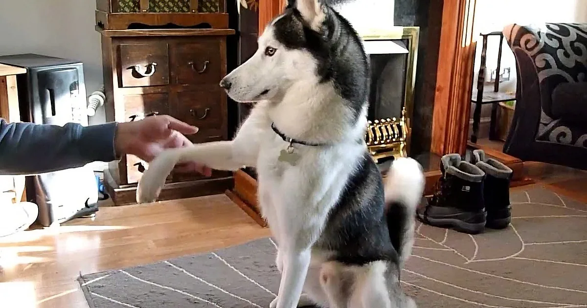 A black and white husky dog is playfully interacting with a person's hand, standing on its hind legs.