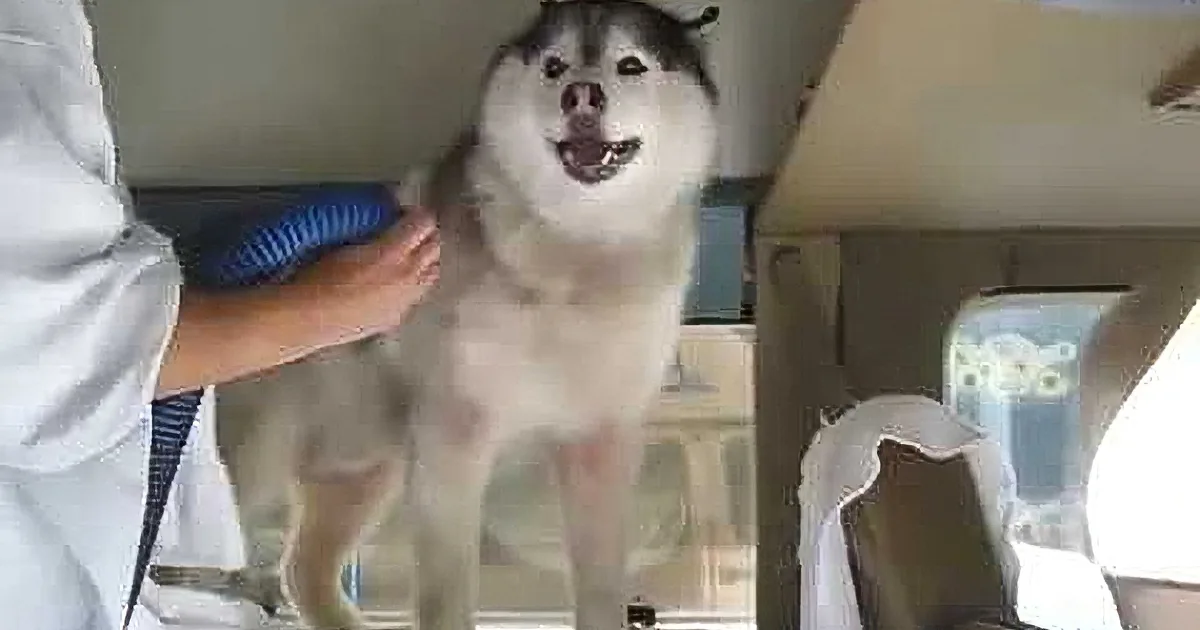 Huskie Dog Is Barking Wildly in Anger. I Cracked up When I Saw What Was Bothering Him.