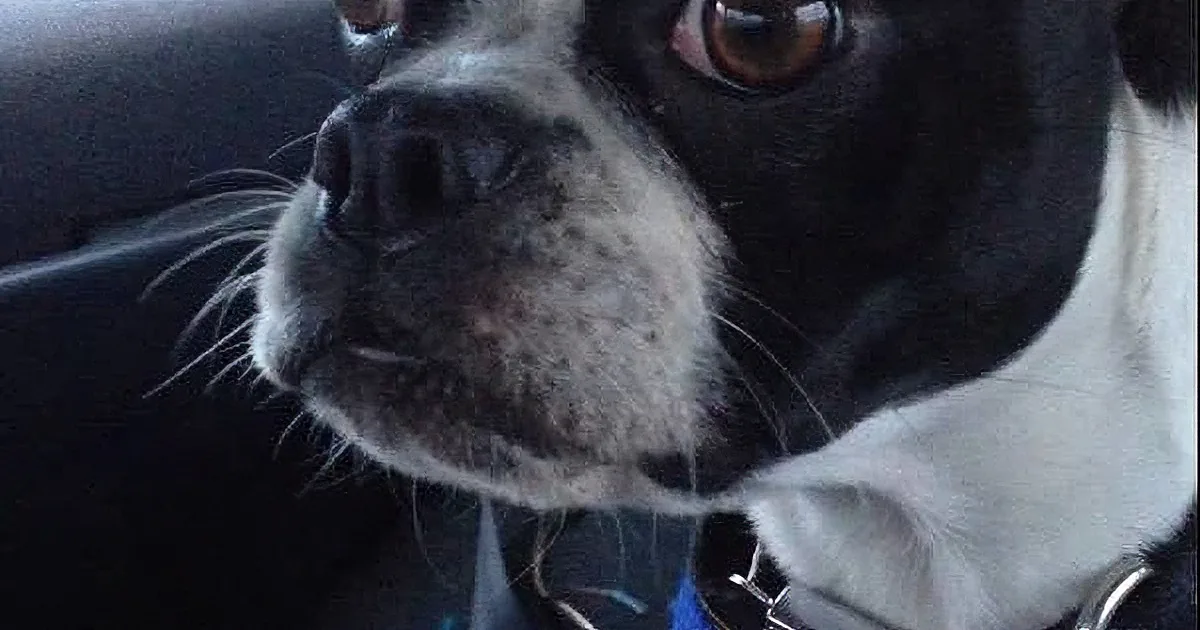 A close-up of a Boston Terrier with a black and white coat, wearing a collar, looking to the side.