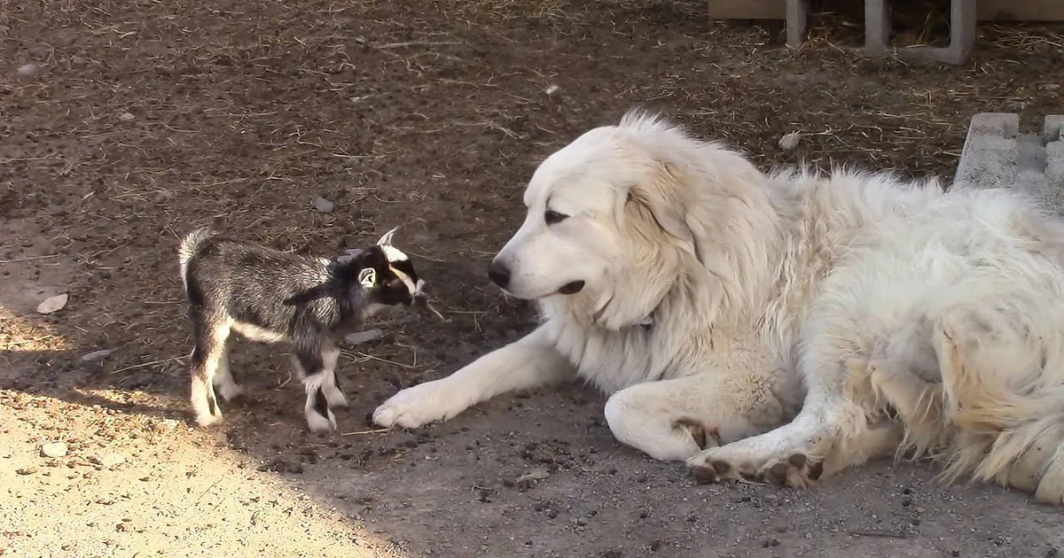 Female Great Pyrenees Lies in Shade. I Couldn''t Believe What She Was Babysitting.