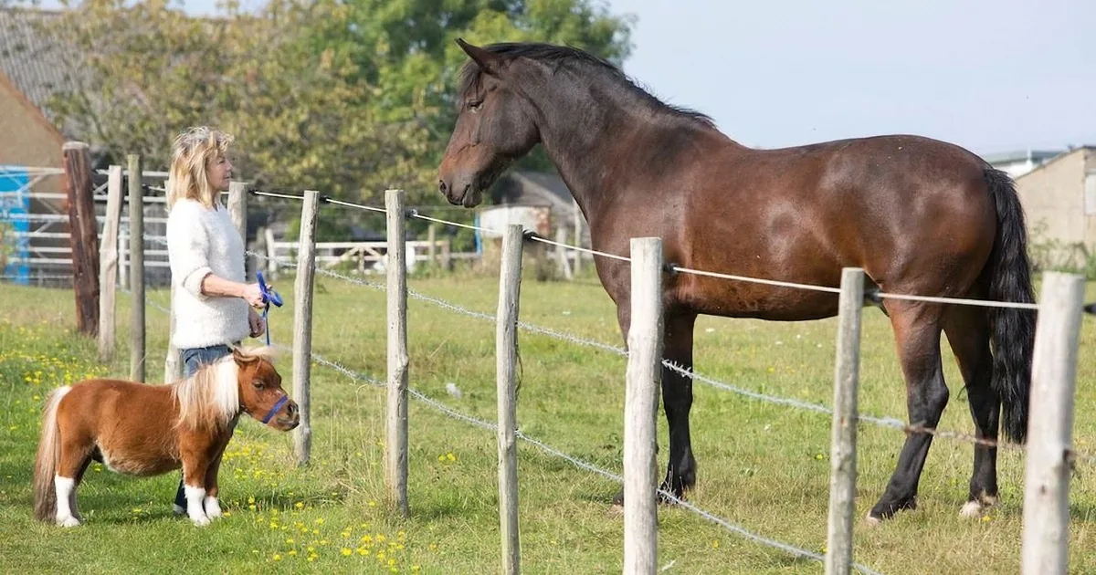 A woman stands near a fence, observing a large horse and a smaller pony grazing in a grassy field.