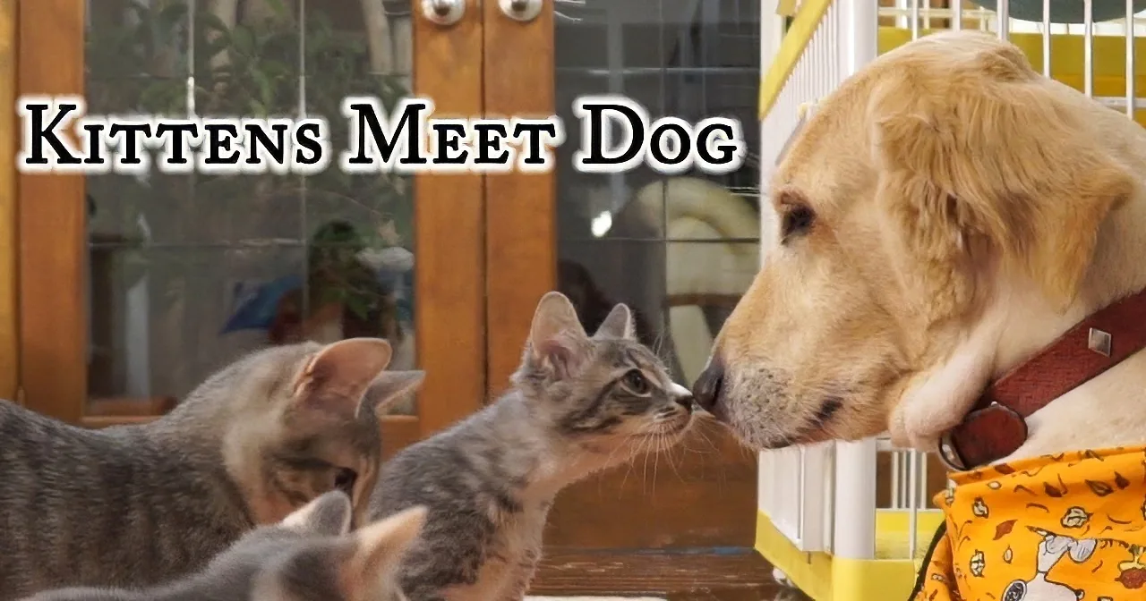 A dog wearing a yellow bandana interacts with several kittens in a cozy indoor setting.
