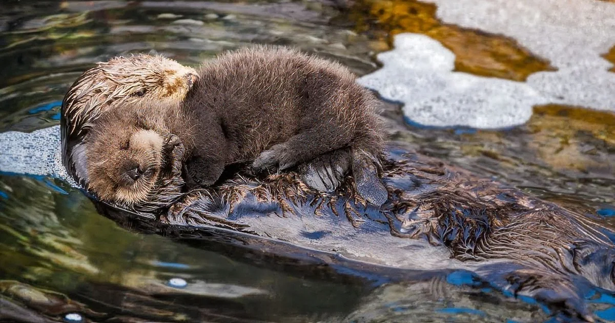 A sea otter and its pup rest together on a rock in a shallow water setting.