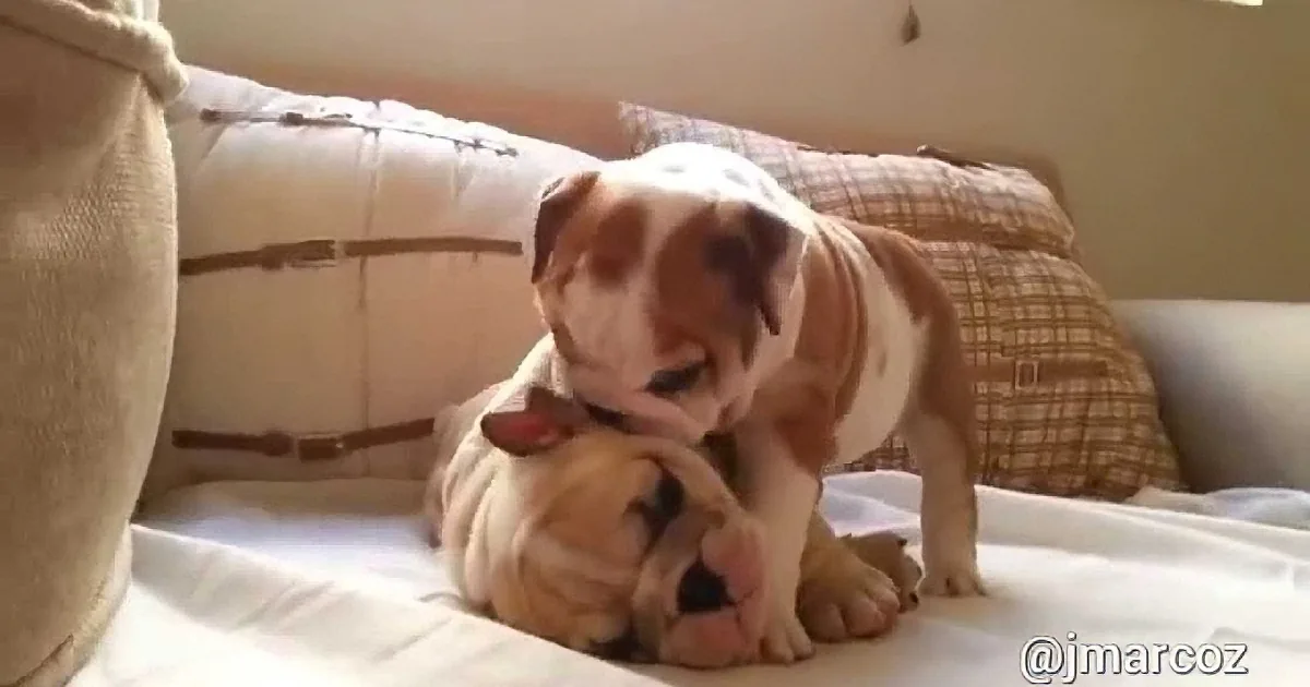 A bulldog puppy is playfully interacting with another puppy on a bed.