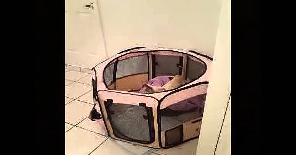 Chihuahua Puppy Sits in Holding Pen. I Was Floored by the Next Sequence of Events.