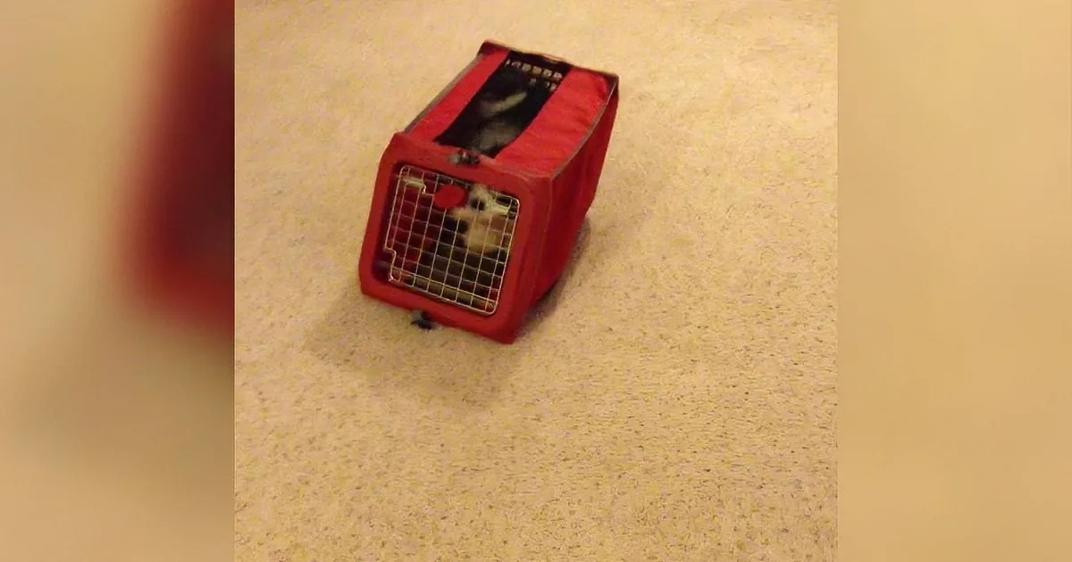 A small red pet carrier with a black and white animal inside is placed on a speckled floor.