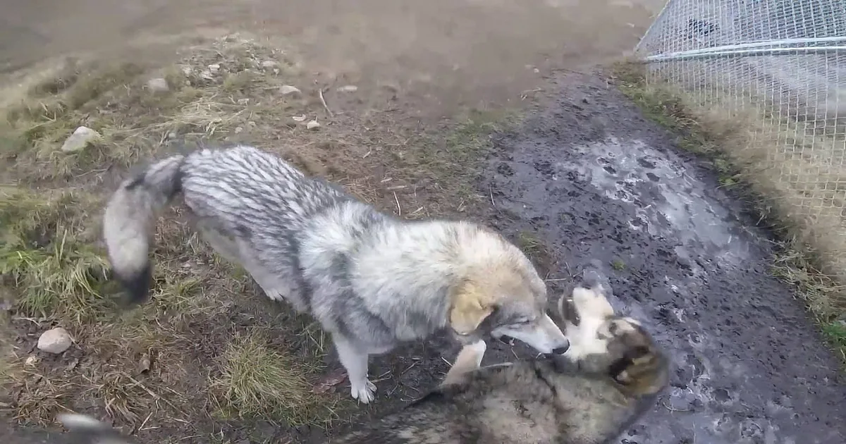 Woman Walks Into Enclosure With Wolfdogs. Their Greetings Warmed My Heart.