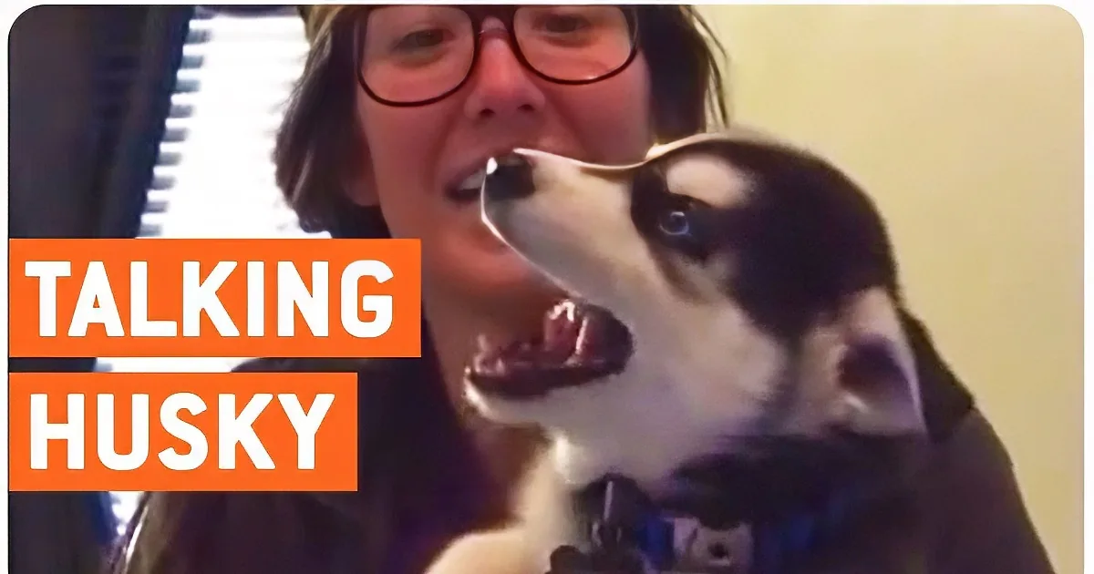 Precious Husky Has Quite a Lot to Say. When He Says ''Banana'' Like a Minion? OMG!