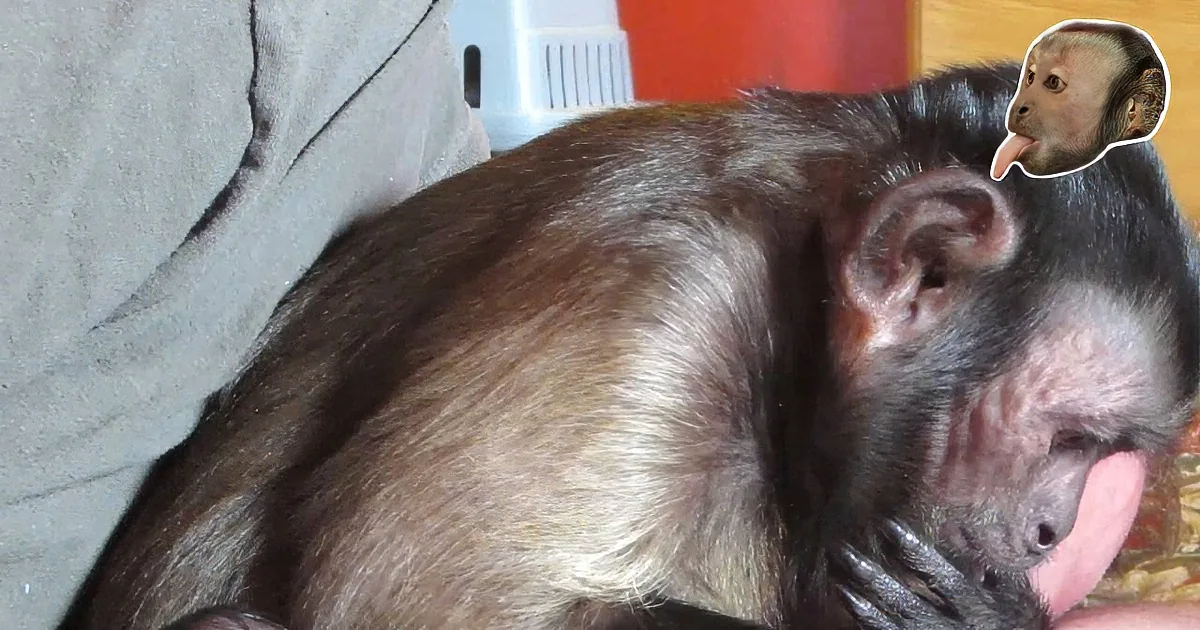 Precious Monkey and His New Baby Brother Will Melt Your Heart