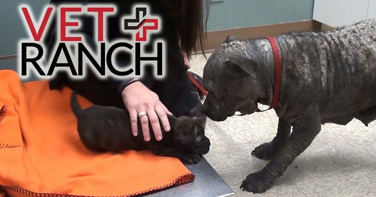 A large black dog with a red collar interacts with a smaller dog on an orange blanket in a veterinary setting.