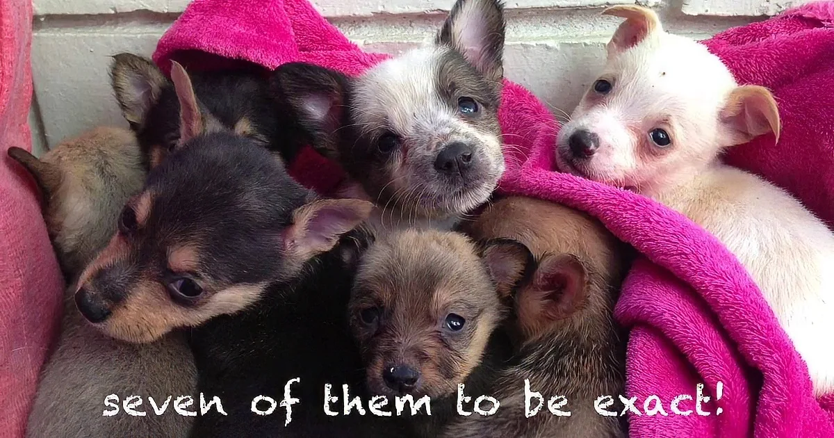 Seven adorable puppies snuggled together under a pink blanket.