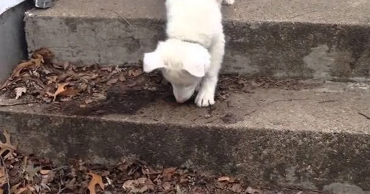 Deaf and Blind Dog Learns New Trick, Gets Confidence Back!