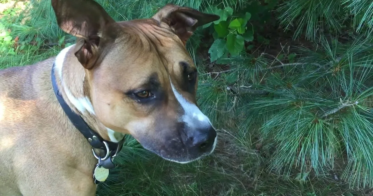 Pit Bull Loves Yard Work, His Amazing Landscaping Skills Shine Bright!
