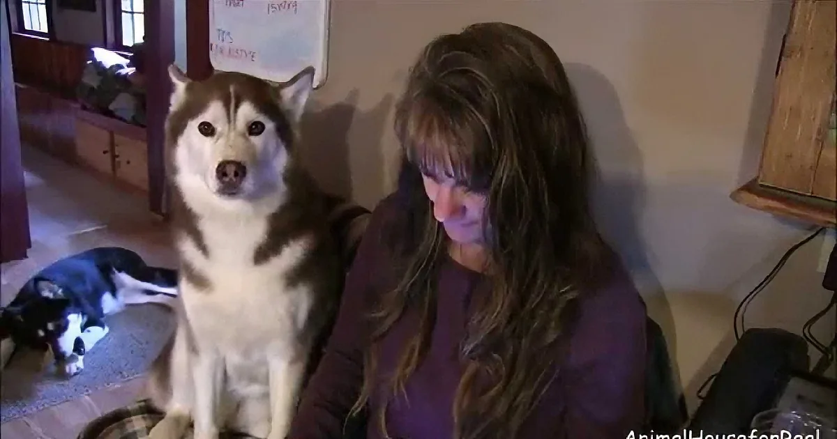 This Siberian Husky Wants Your Attention... Now.