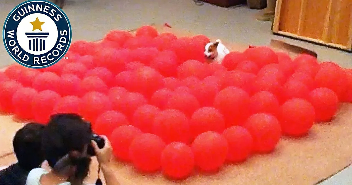 Precious Pup Breaks Guinness Record... for Popping Balloons!