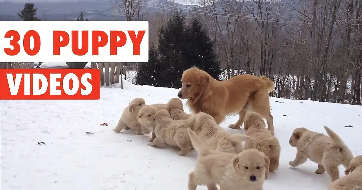 Puppies Are Precious. When You See 30 of the Past Years Cutest, You''ll Be Smiling All Day!