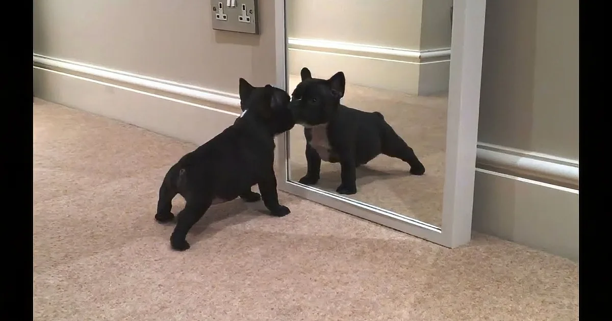 The Best of French Bulldogs, Reflected Back to Us. Hilarious Compilation Left Me Grinning.