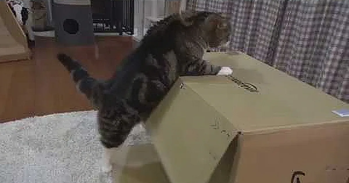 Maru the Cat Has Work Cut out for Him. an Amazon Box Leads Him to Quite the Struggle! LOL!