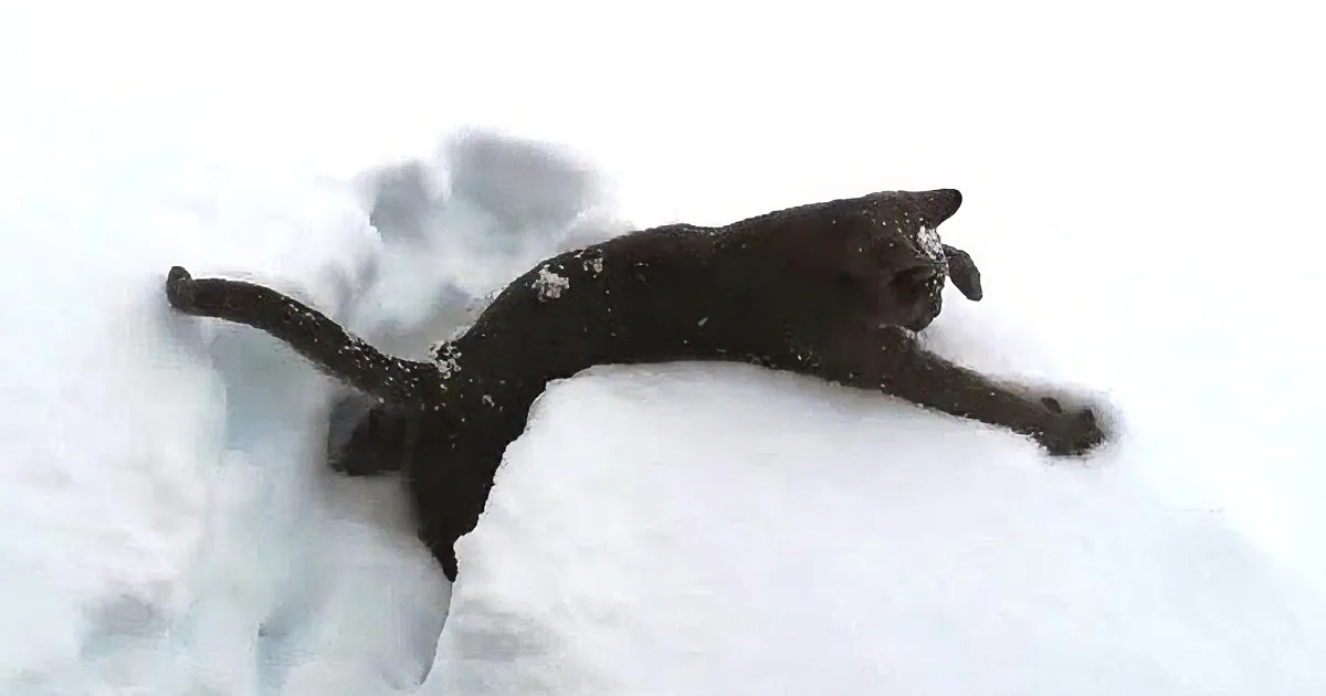 Discovery Is an Amazing Thing. When These Kittens First Experience Snow? Adorably Precious