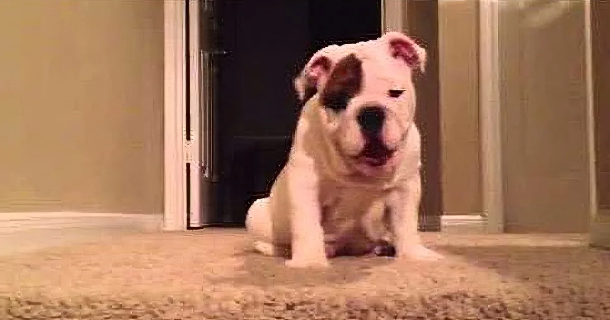 Endearing Bulldog Puppy Attempts a Huge Hurdle. First Time Going Downstairs, How Adorable!