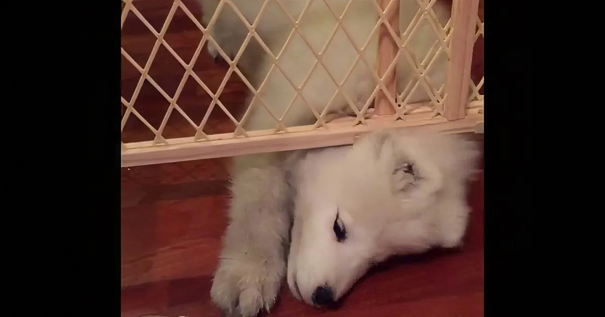 Samoyed Puppy Stuck a Behind Gate. He Tries to Reach Ice Cube on the Other Side. Hilarious