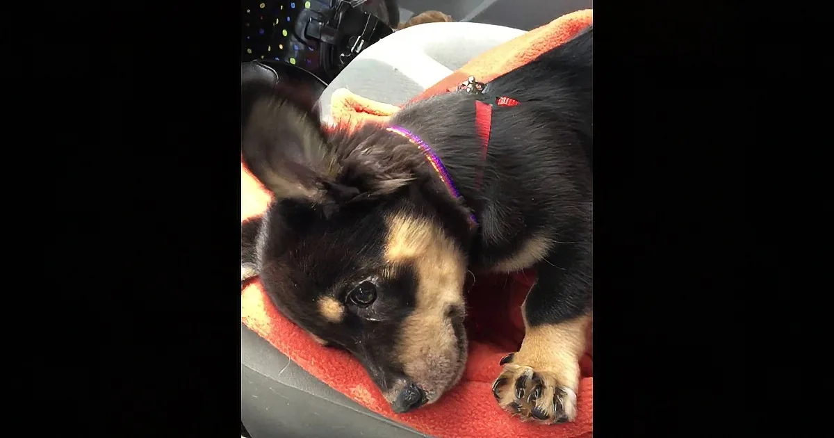 Rescued Puppy Throws Quite a Tantrum When Mama Won''t Let Him Lay on Her Lap. How Adorable!