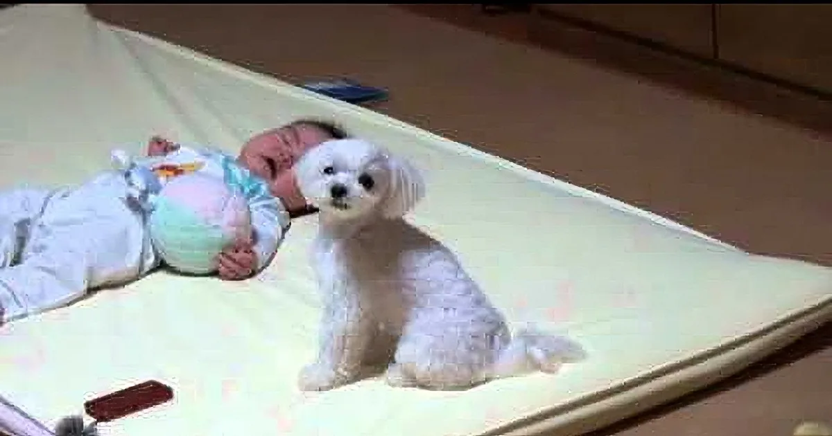 A small white dog stands alertly on a mat, while a baby lies nearby, both on a light-colored surface.