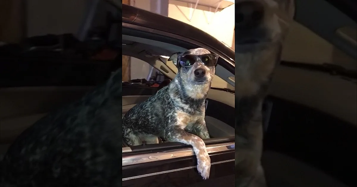 A dog wearing sunglasses leans out of a car window, looking cool.