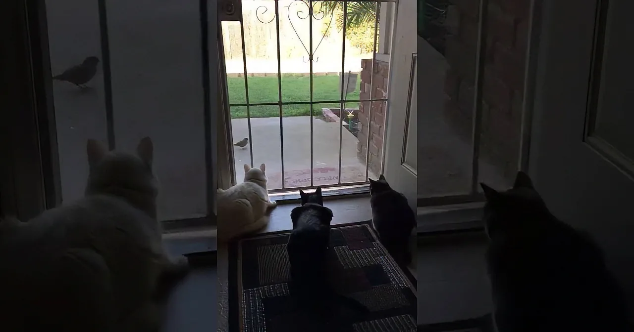 3 Cats Are Cautiously Watching One Bird, Then They Get the Shock of Their Lives!
