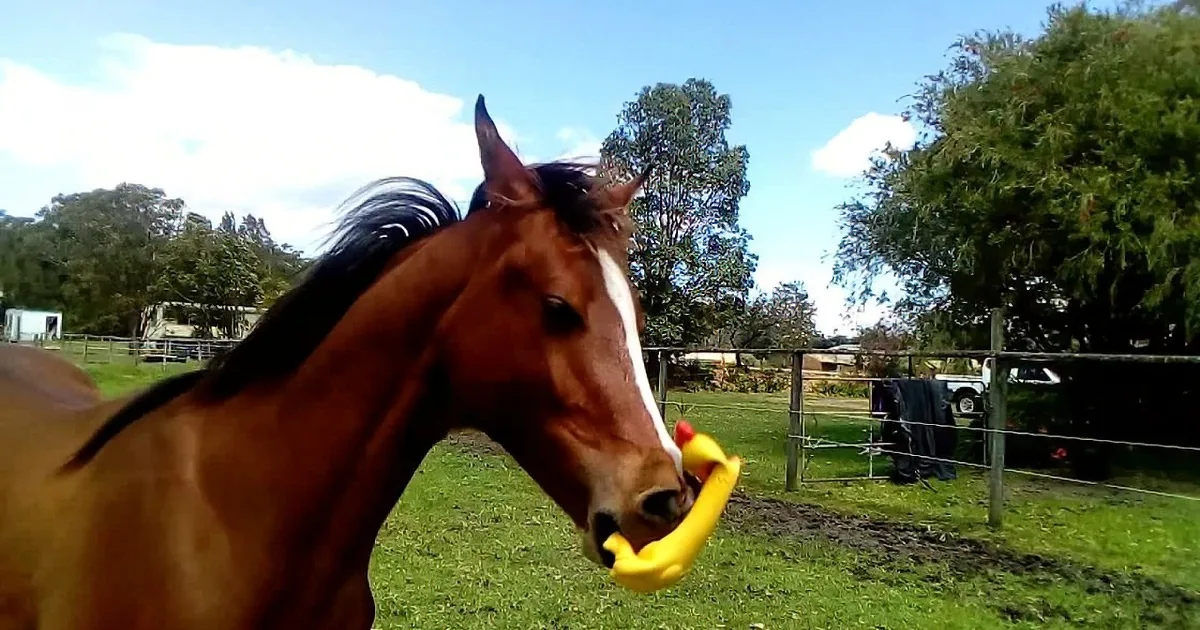 A horse with a banana in its mouth stands in a grassy field with trees and a fence in the background.