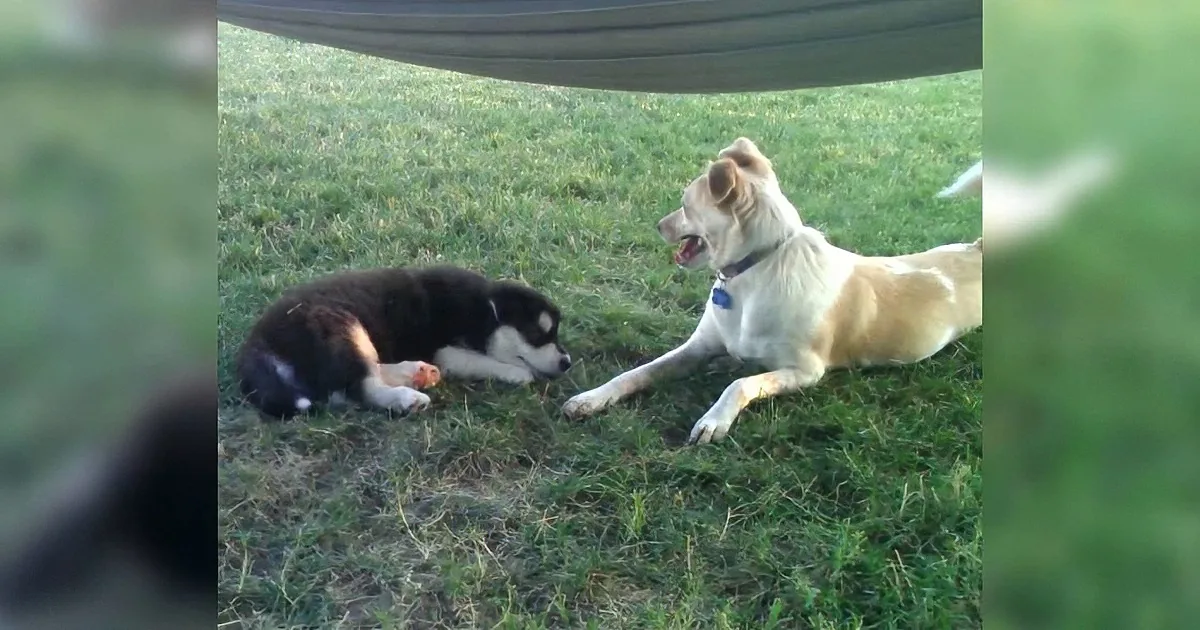 Two dogs, one black and white, one tan, are lying on grass, appearing relaxed and playful.
