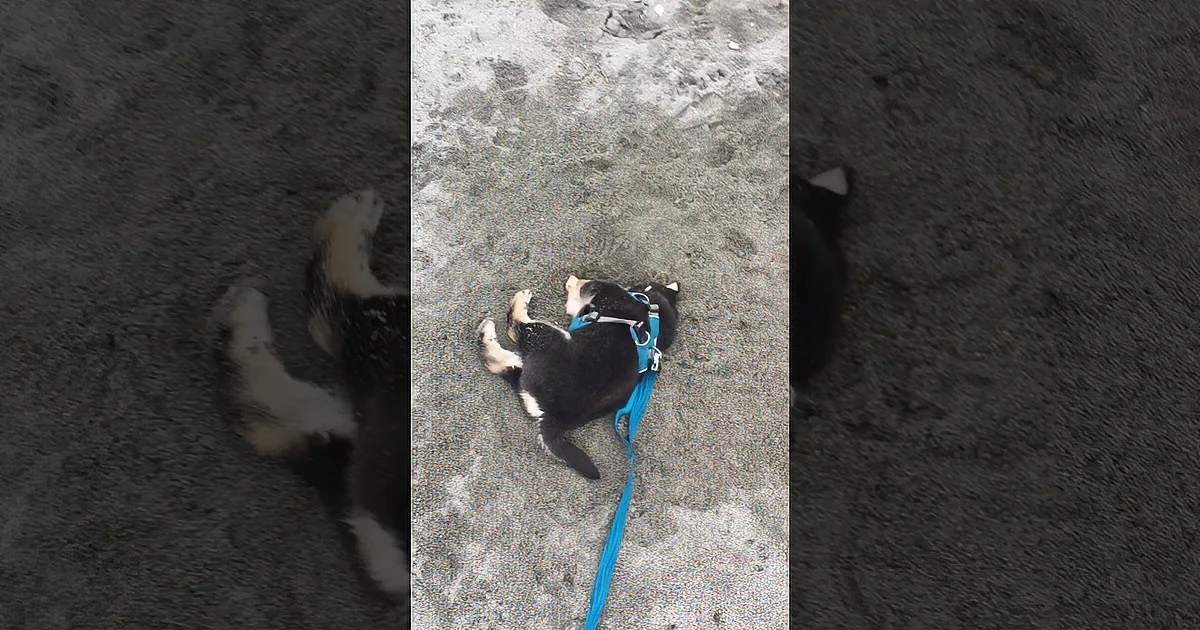 A dog wearing a blue harness lies on sandy ground, with its leash visible.