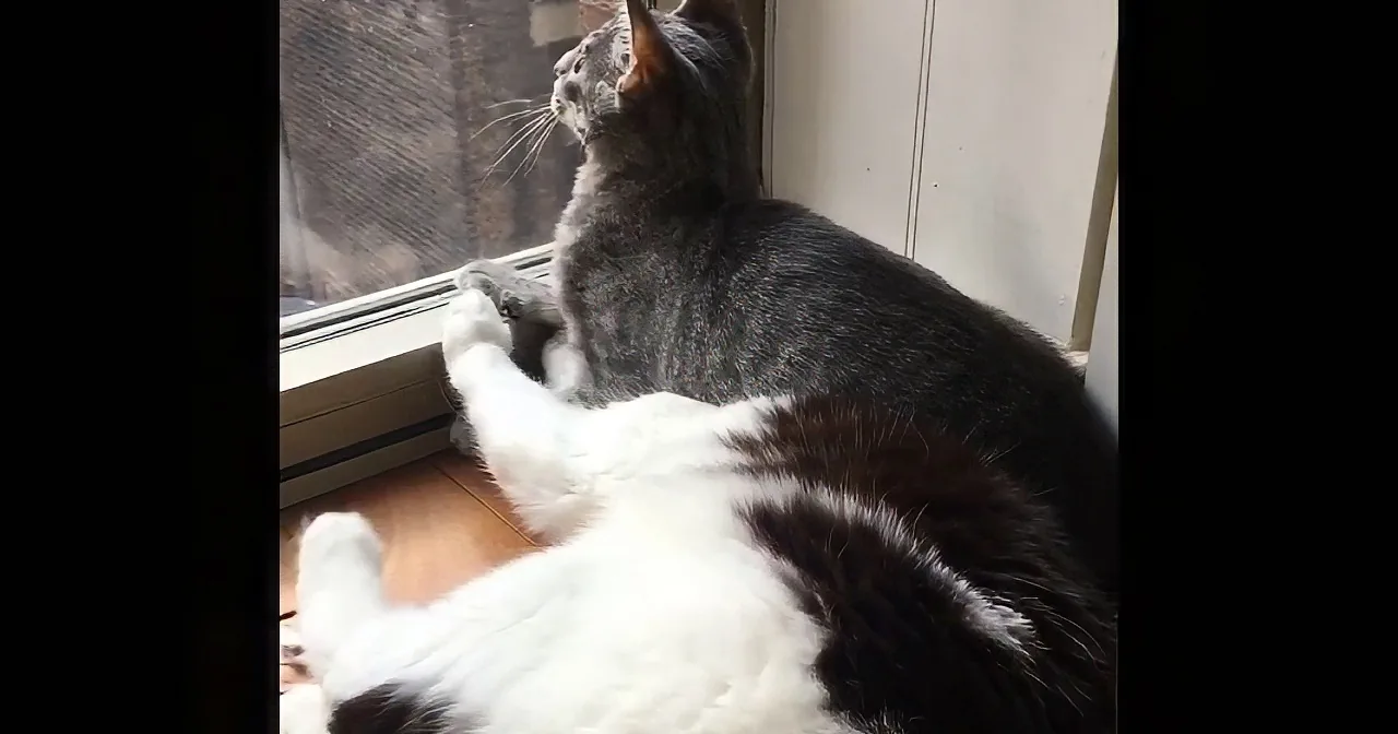 Sometimes Helping a Friend Can Quickly Turn to an Unfortunate Trap. I'm Cracking Up!