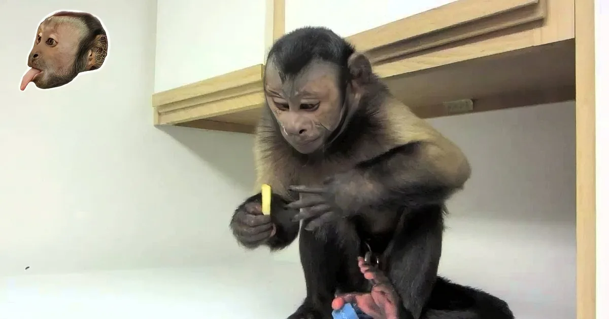 Darling Capuchin Monkey Has Strange Obsession. His New Addiction, French Fries!