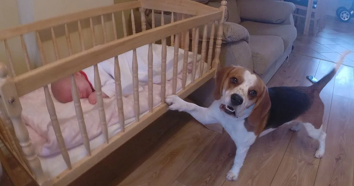 A beagle dog stands near a baby in a crib, looking at the camera.