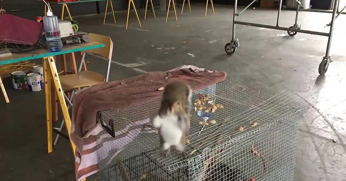 Abandoned and Orphaned Squirrel Makes a Daring Leap Towards Loving, Adoptive Human. Aw!