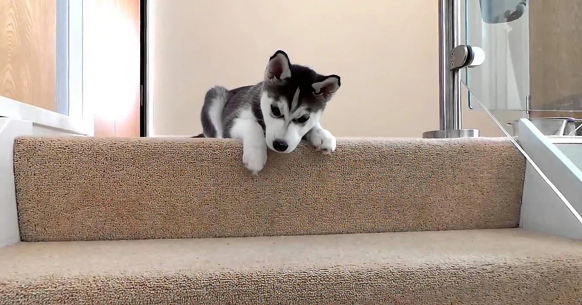 Darling Husky Puppy Coached Down Stairs With Treats! Give Him a Big Hand!