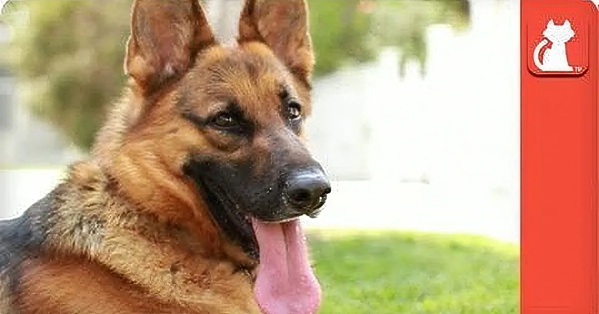 Abandoned German Shepherd Finally Finds a Place He Can Always Call Home. so Touching!