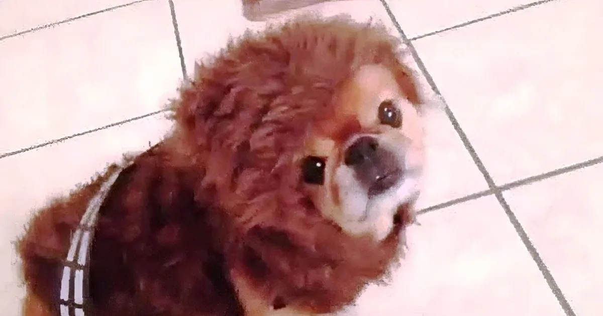 Halloween Is a Long Ways off, but When I Came Across This Video, I Just Had to Share It!