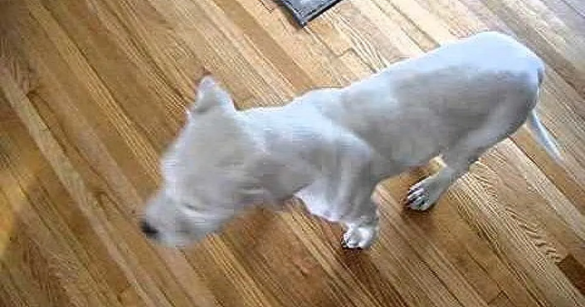 Endearing Puppy Throws the Most Precious Tantrum. When You See Him Flip? Utterly Priceless!