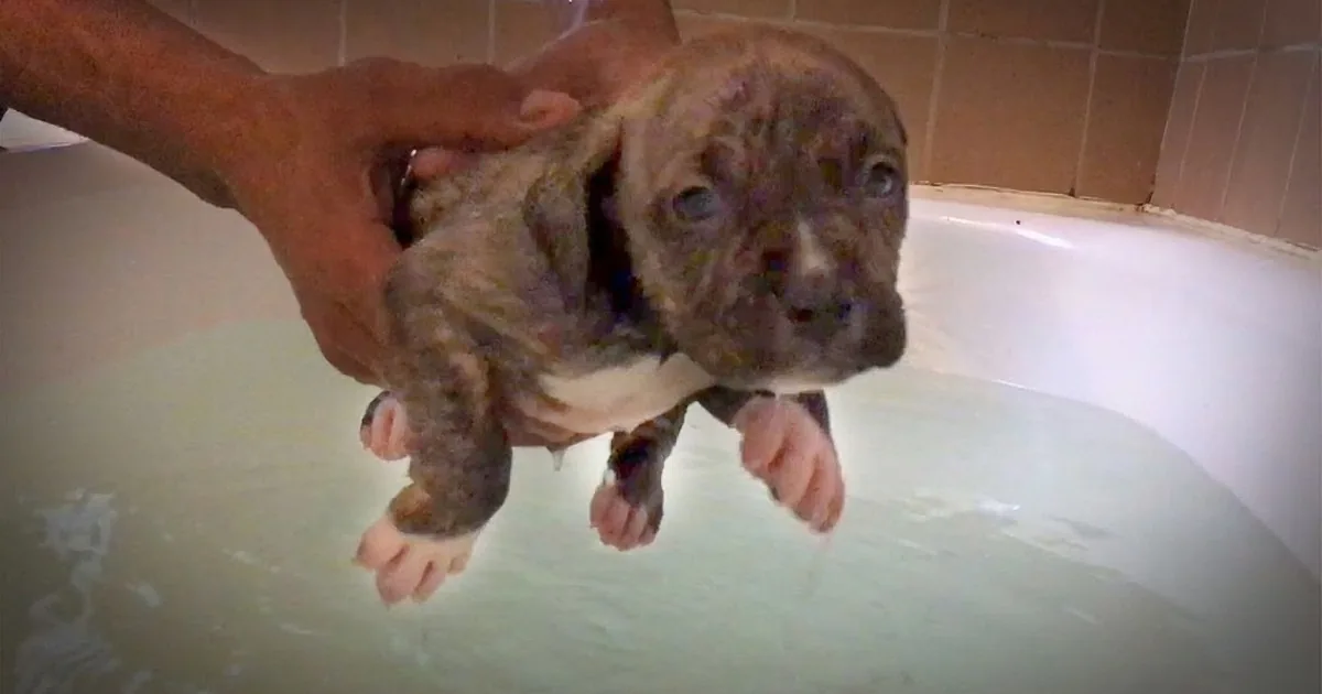 Pups of World's Biggest Pit Bull Learn to Swim... so Cute!