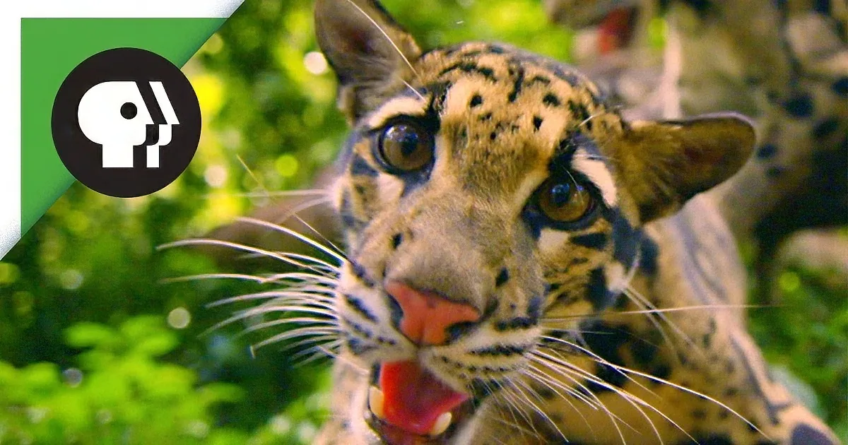 Remember ''Tigger'' From Winnie the Pooh? Here He Is in Real Life!