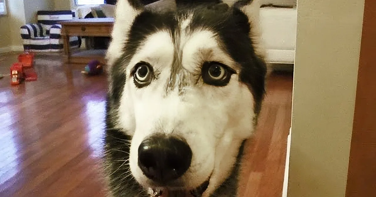 Husky Has Good Sense of Judgement! When It Comes to Bieber, Dog Answers Correctly