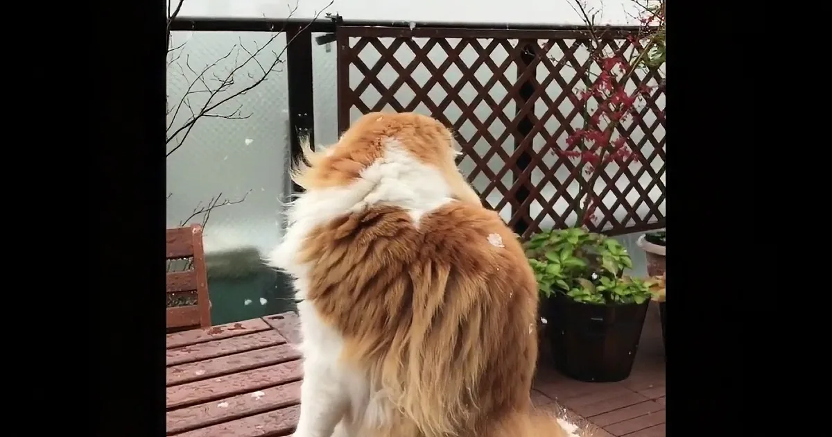 When Snow Falls, Cat''s Astonishment Is Adorable