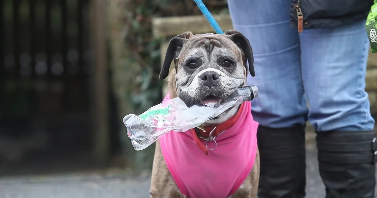 Boxer Pup Does Her Community Proud, Picking up Litter on Sidewalk