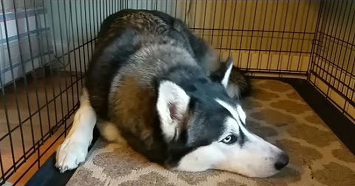 A husky dog is curled up sleeping in a metal crate on a patterned carpet.