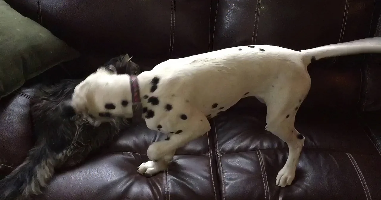 Lovable Dalmatian Puppy Just Wants to Play! a Young Cat Wants Nothing to Do With Her. Aww.