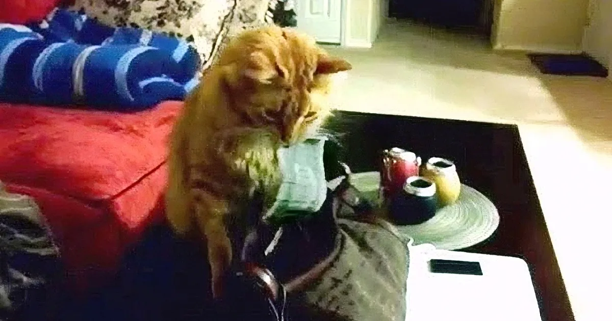 Be Wary of These Kitty Burglars Who Steal Money... Hysterical!