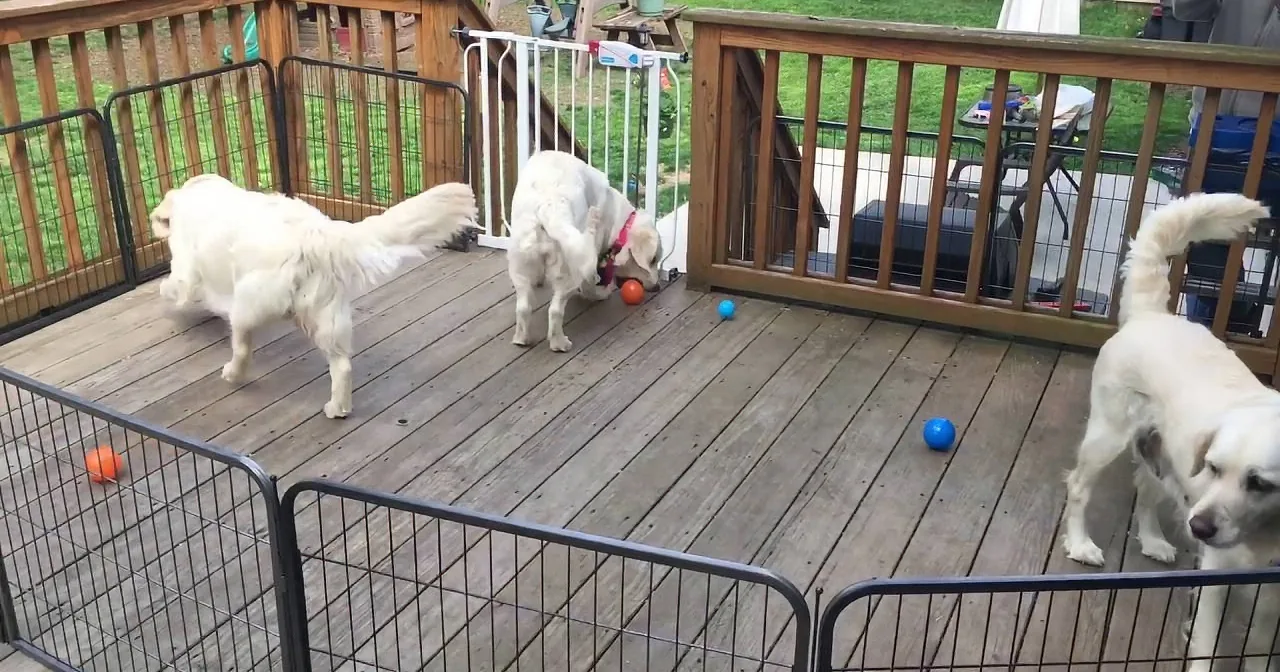 Precious Golden Retrievers Find the Biggest Surprise in a Backyard Ball Pit. How Adorable!